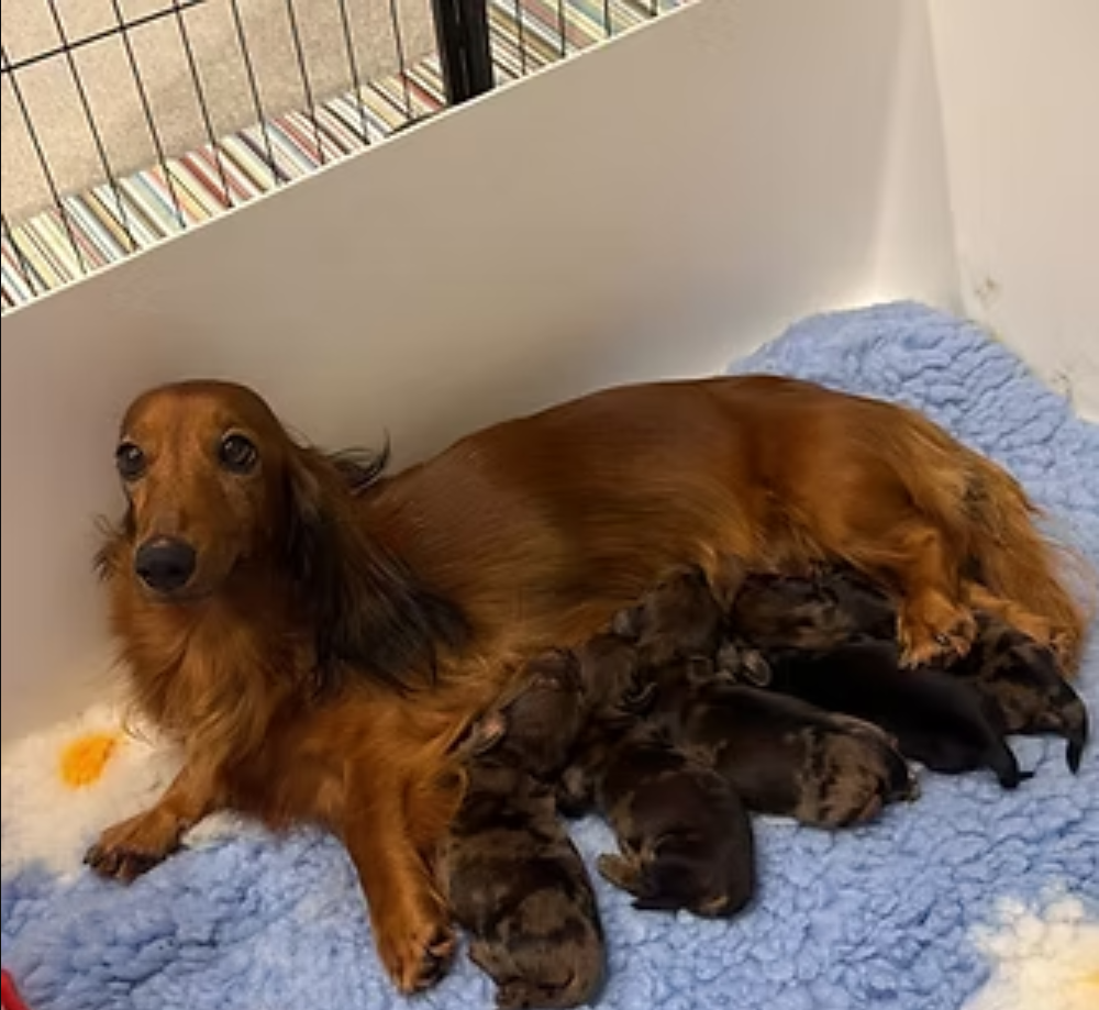 animal photo of Miniature Dachshund puppies — litter of English cream longhairs