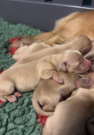 litter photo of Miniature Dachshund puppies — litter of English cream longhairs