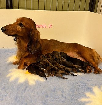 litter photo of Miniature Dachshund puppy — last available from Ailsa & Percy's litter