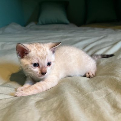 litter photo of Bengal kittens — Snow Lynx litter, both reserved