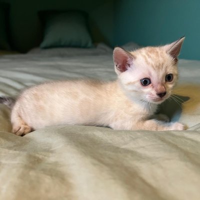 litter photo of Bengal kittens — Snow Lynx litter, both reserved