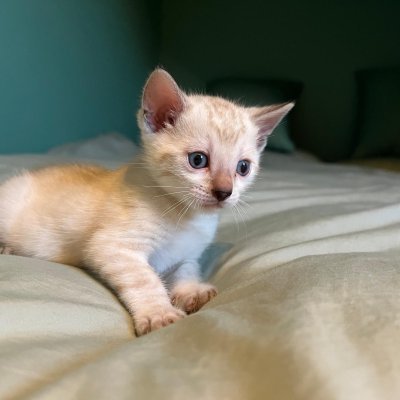 litter photo of Bengal kittens — Snow Lynx litter, both reserved