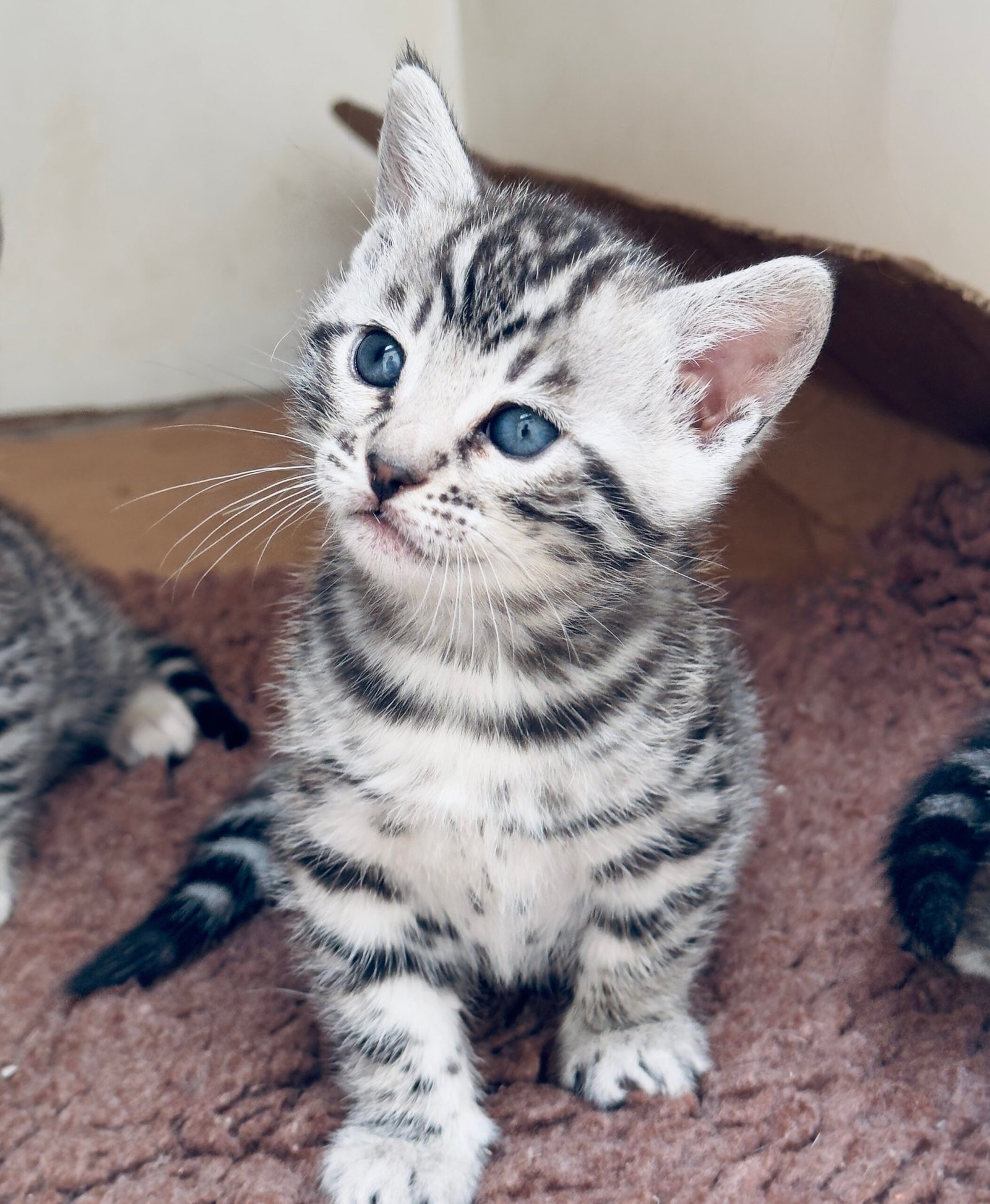 animal photo of Silver Bengal kittens — litter of 3, all reserved