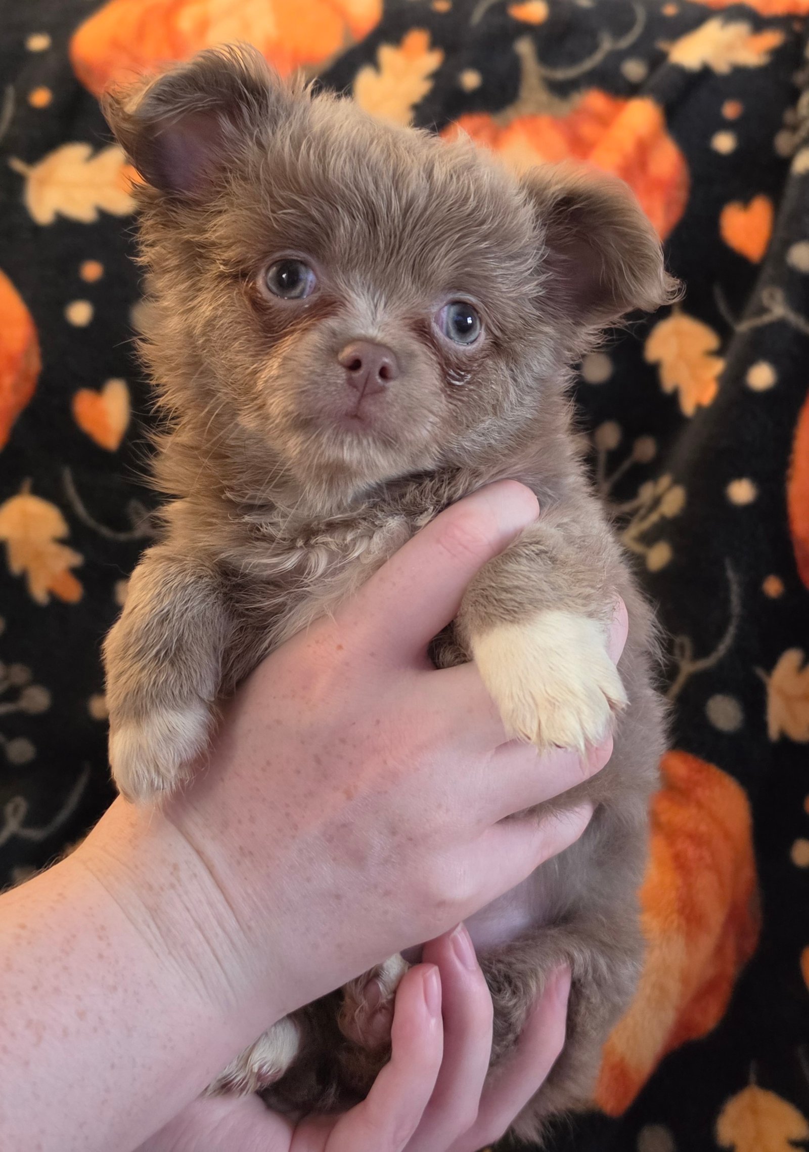 animal photo of Long coat Chihuahua puppies - two lilac and white boys available