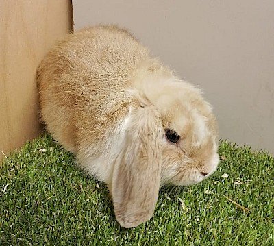 animal photo of Mini Lop Fawn Butterfly buck - neutered, ready now