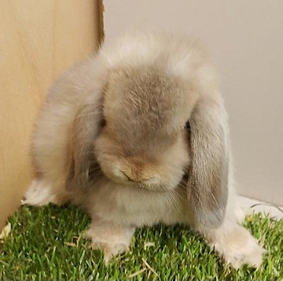 animal photo of Mini Lop Lynx doe - ready now