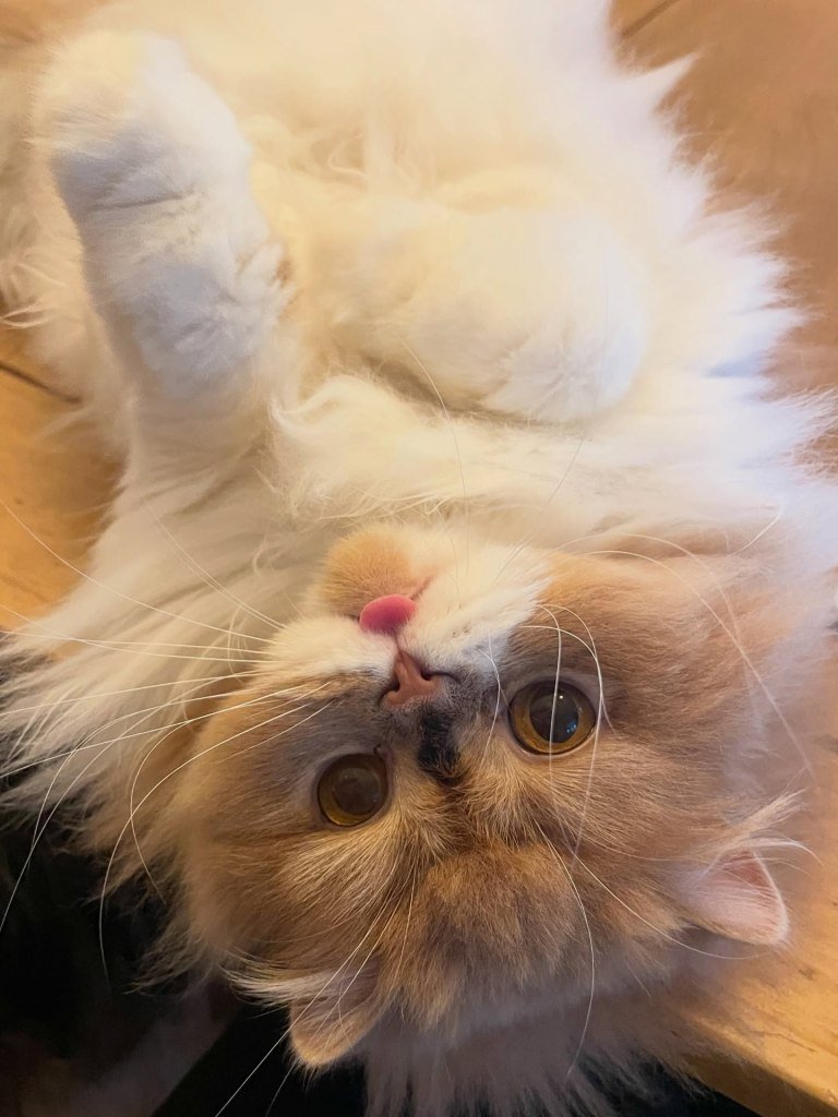 animal photo of EsteLuna Heart of Gold (Daphne) — British Longhair, available