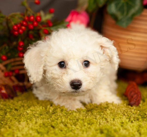 litter photo of Bichon Frise puppies — available now