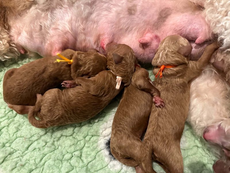 Standard Poodle puppies — 2 girls available (Tammy x Milo) in South Wales