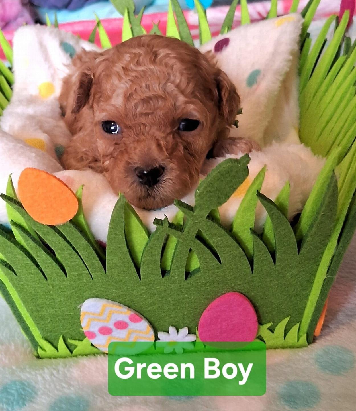 animal photo of Toy Poodle