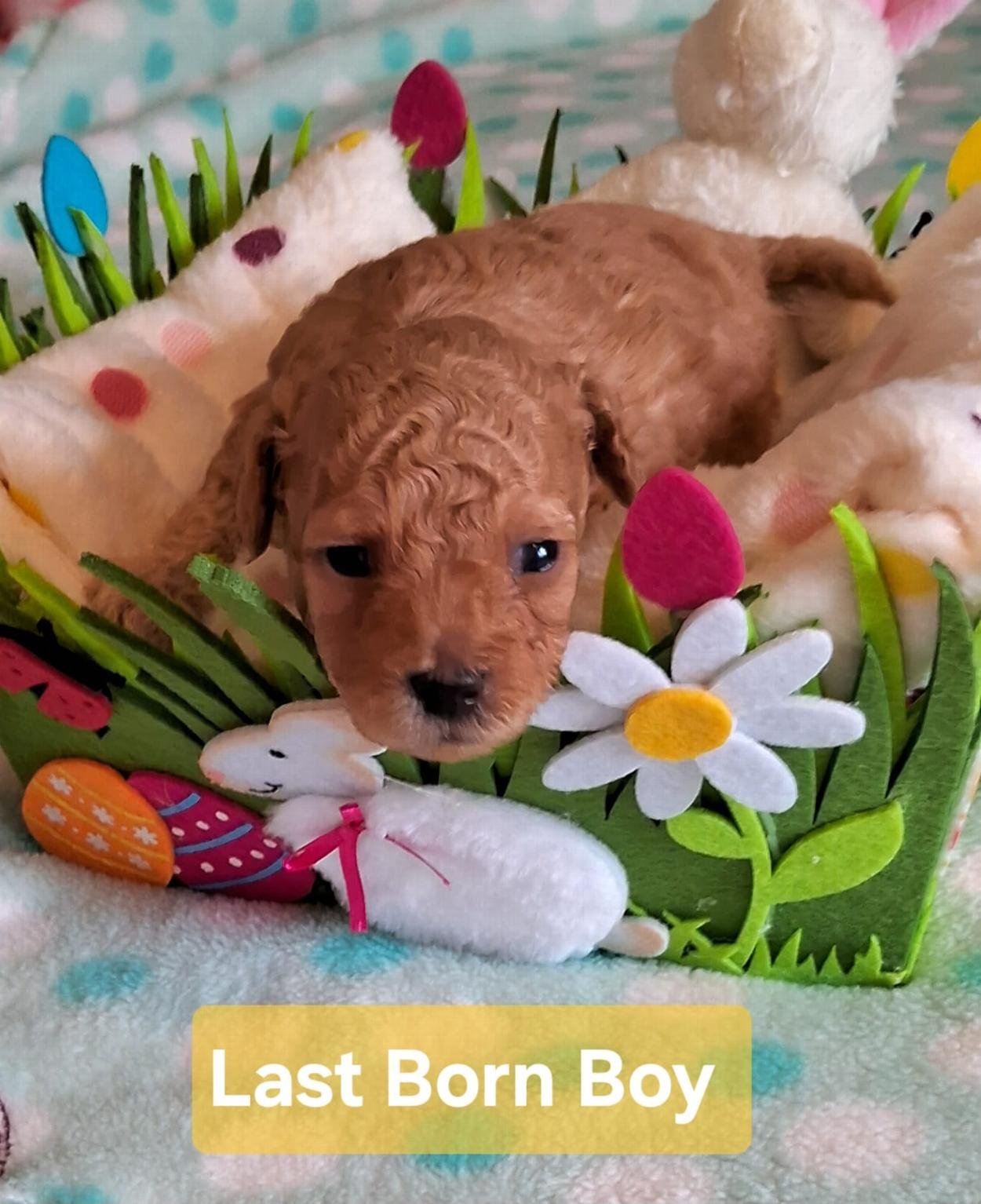animal photo of Toy Poodle