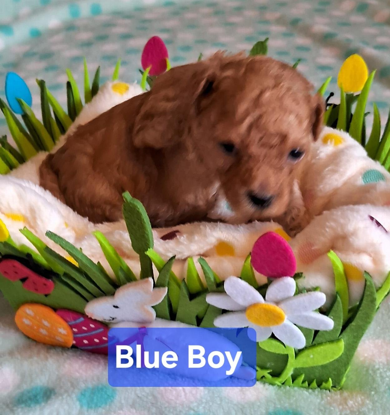 animal photo of Toy Poodle