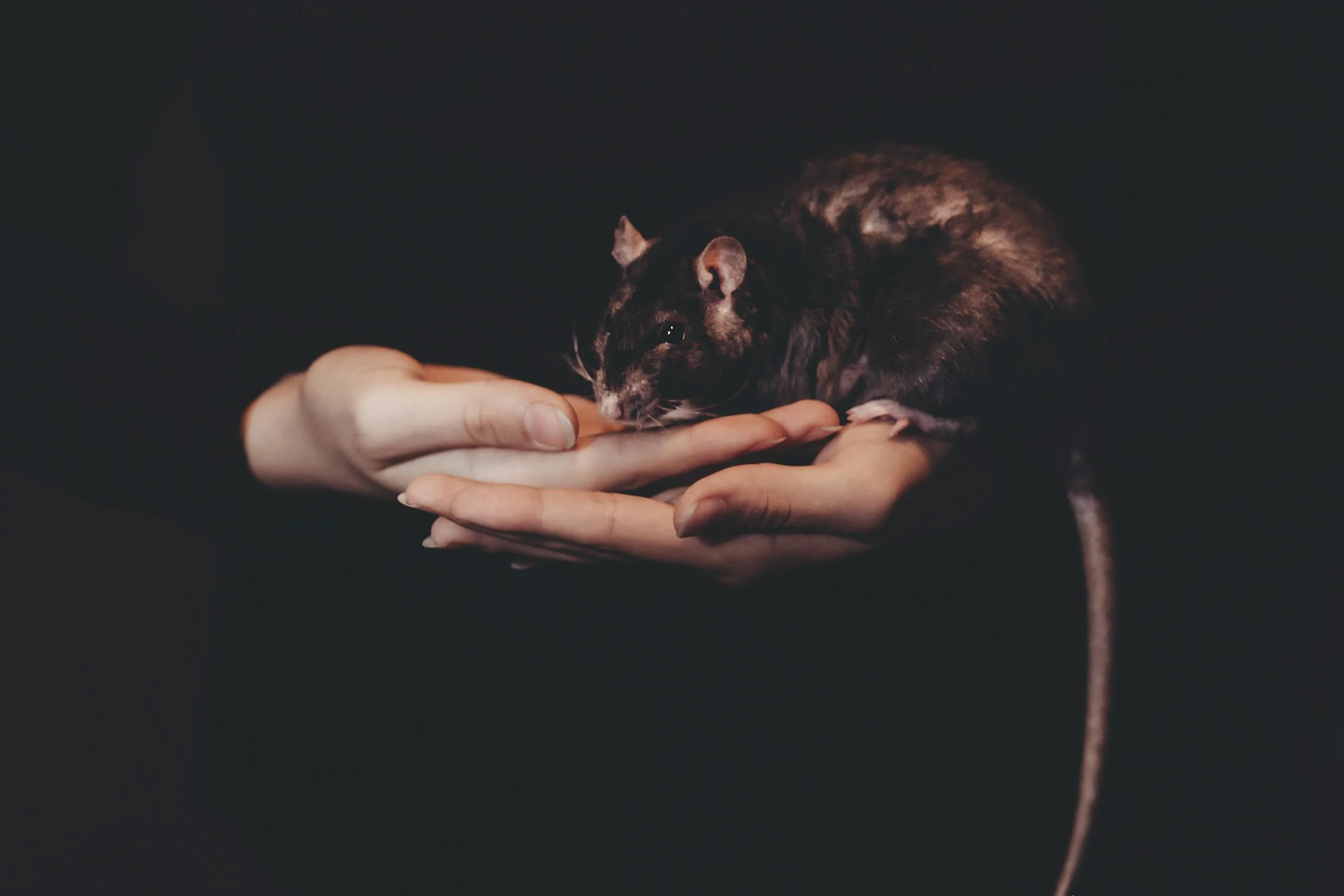 Black Mouse