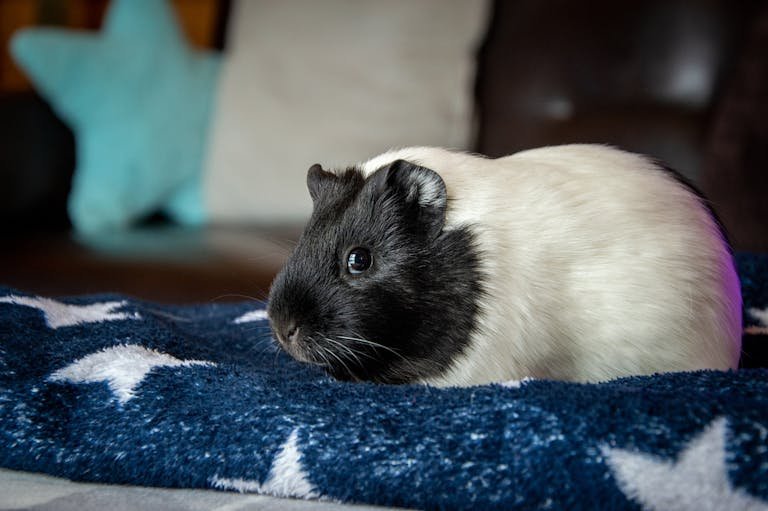 Guinea Pig on Towel