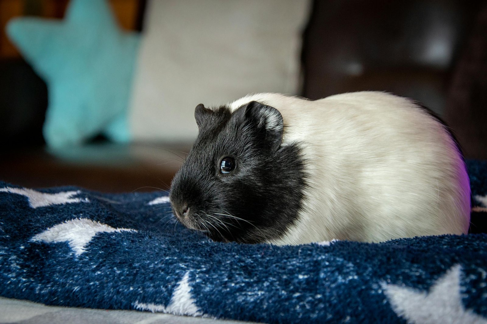 Guinea Pig on Towel