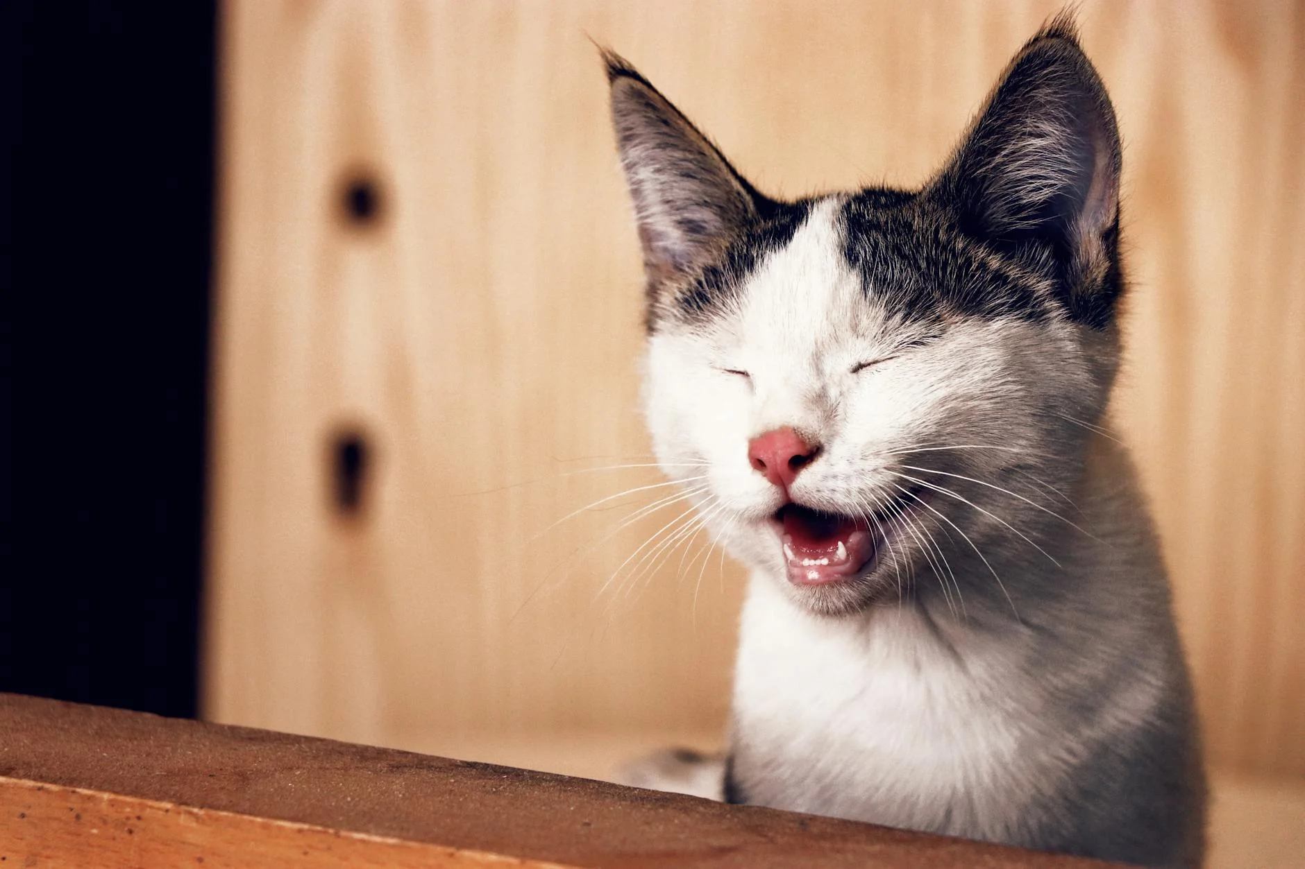 close up photo of cat with its eyes closed