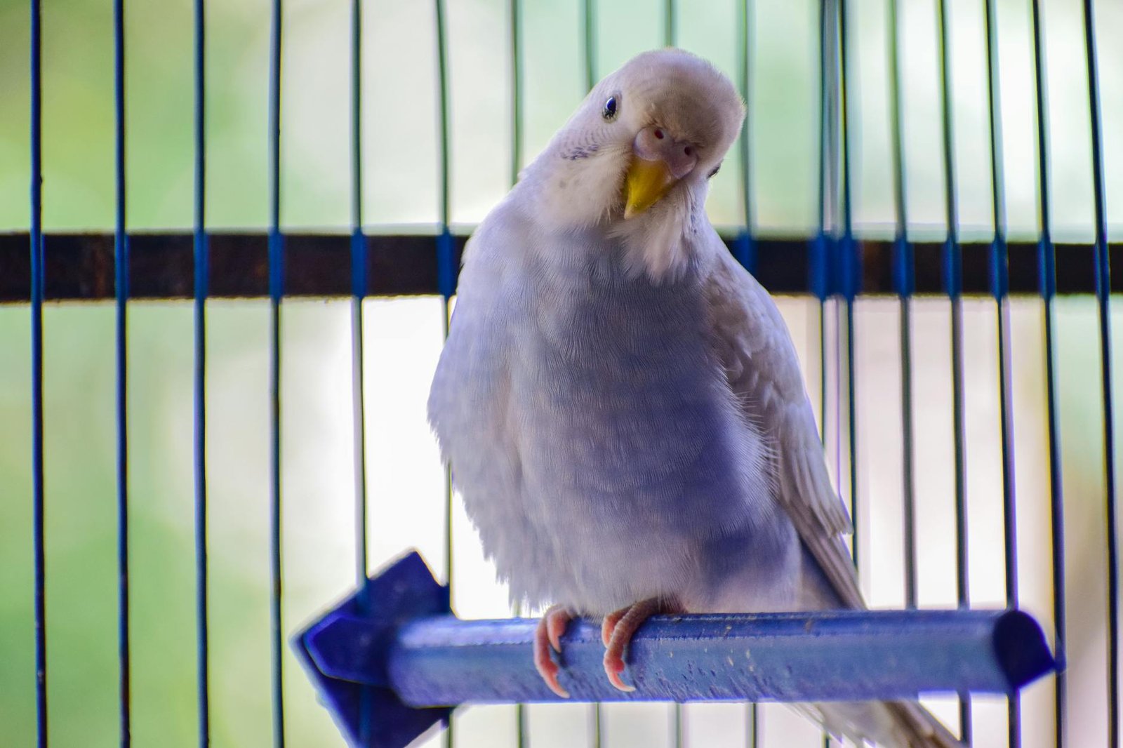 white bird perched on cage