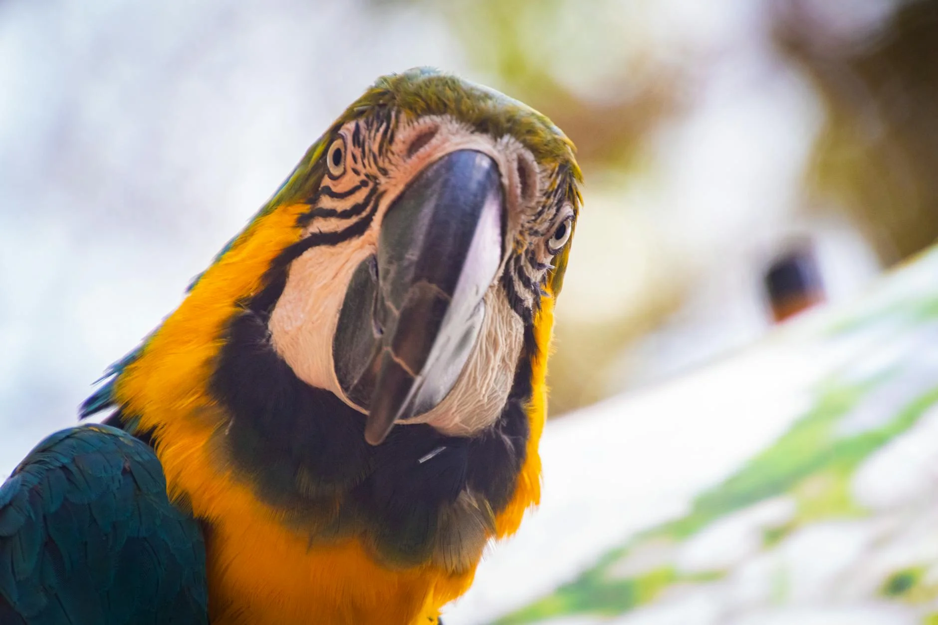 blue and yellow macaw