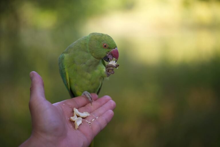 a green parrot eating from a hand