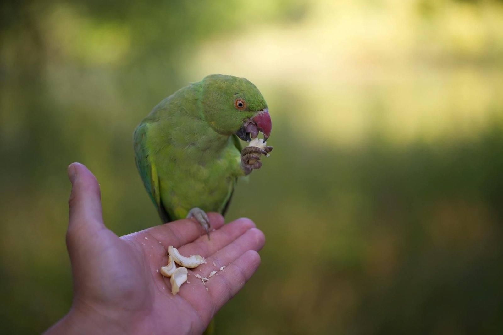 a green parrot eating from a hand