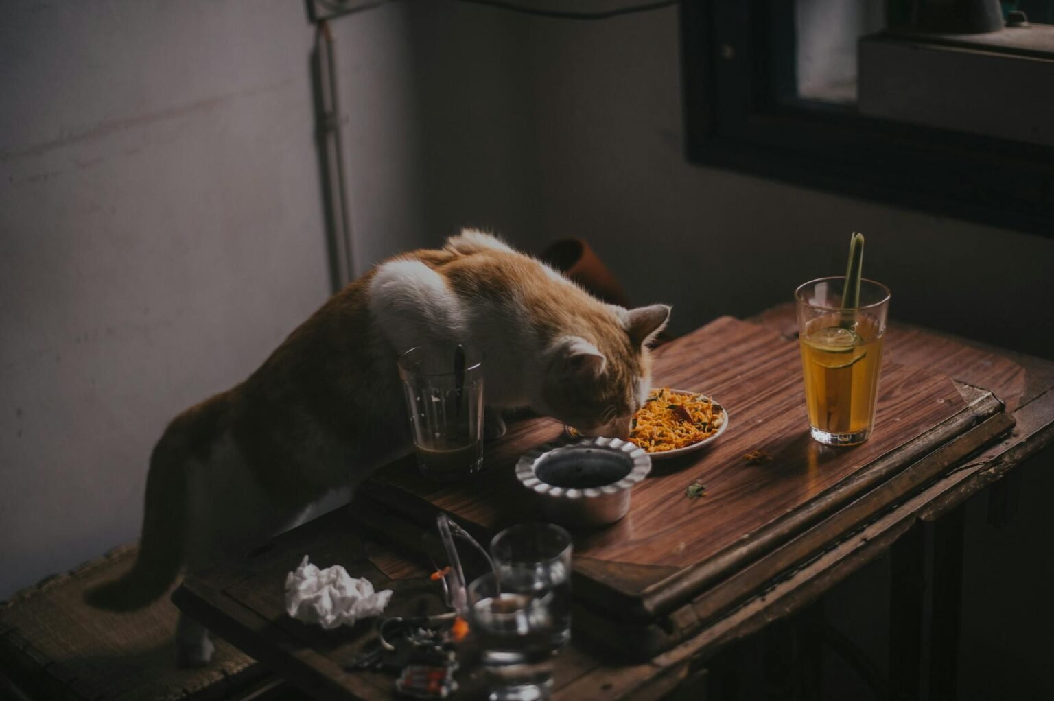 the-importance-of-a-balanced-diet-for-cats-what-every-cat-owner-should