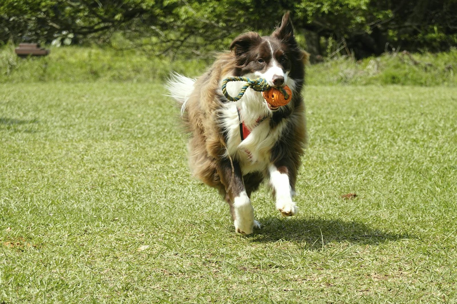 energetic border collie playing outdoors