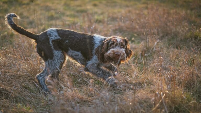 wirehaired pointing griffon in sunny field