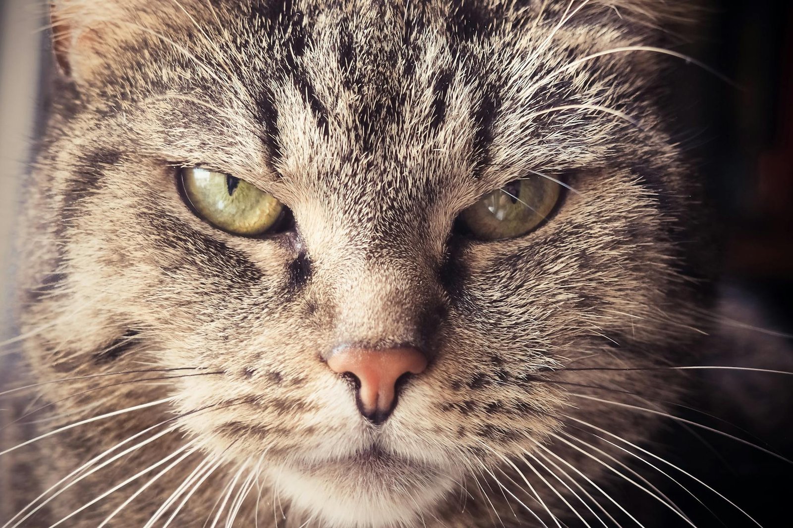 selective focus photography of brown tabby cat